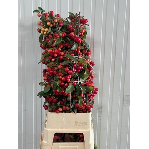 MALUS RED SENTINEL