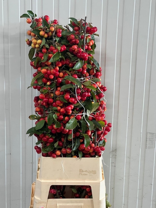 <h4>MALUS RED SENTINEL</h4>