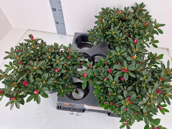 <h4>RHODO SI PANFILIA</h4>