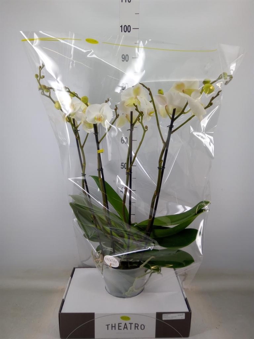 <h4>Phalaenopsis   ...white</h4>
