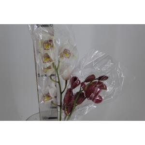 CYMBIDIUM HA 5/9 FLS