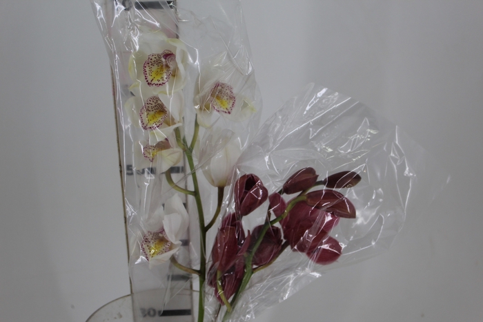 <h4>CYMBIDIUM HA 5/9 FLS</h4>