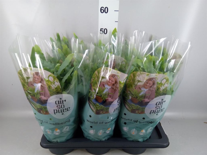 <h4>Phlebodium aureum 'Blue Star'</h4>