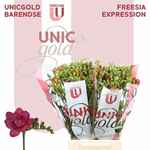 Freesia du Expression