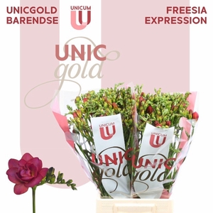 Freesia du Expression