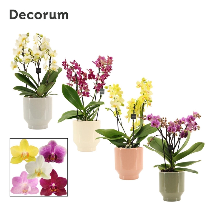 <h4>Phalaenopsis dazzling melange 3-4 tak in Pato (Deco-collection)</h4>