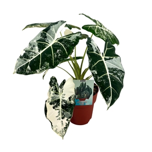 Alocasia Frydek Variegata