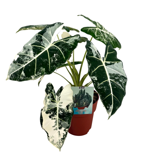 <h4>Alocasia Frydek Variegata</h4>