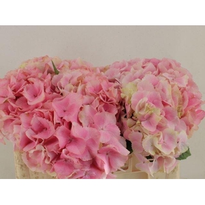 HORT MACROPHYLLA ROYAL SUNSET (ROZE