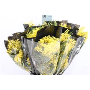 Acacia Mimosa Mirandol 200 Gram