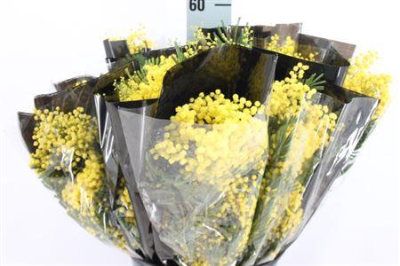 <h4>Acacia Mimosa Mirandol 150 Gram</h4>