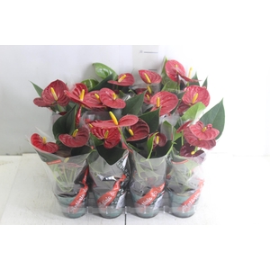 ANTHURIUM RED SUCCESS P09
