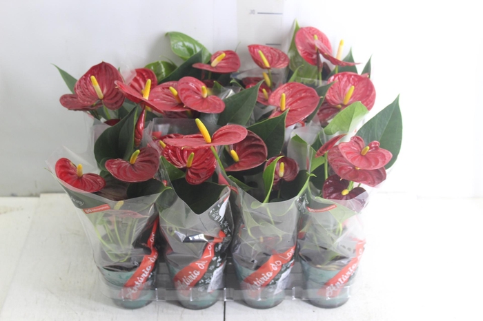 <h4>ANTHURIUM RED SUCCESS P09</h4>