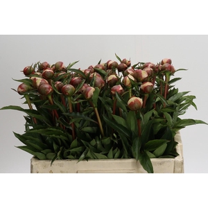 Paeonia Alertie