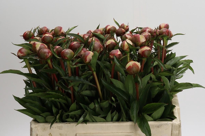 <h4>Paeonia Alertie</h4>