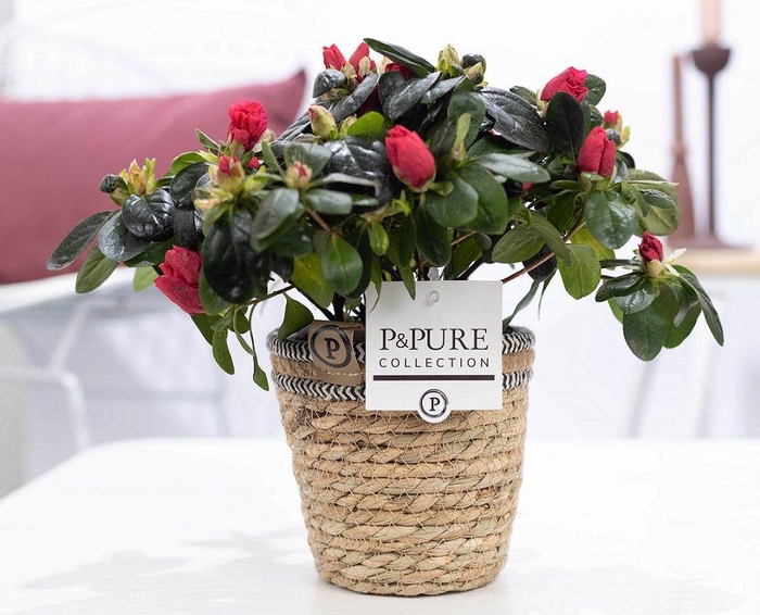 <h4>1st class Azalea red in P&PURE Basket 6</h4>