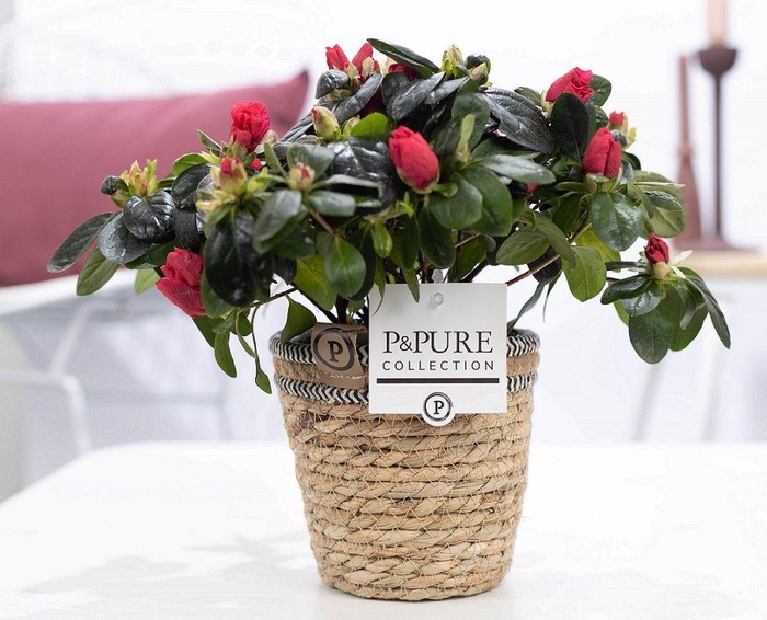 <h4>1st class Azalea red in P&PURE Basket 6</h4>
