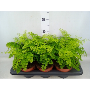 Adiantum raddi. 'Fragrans'