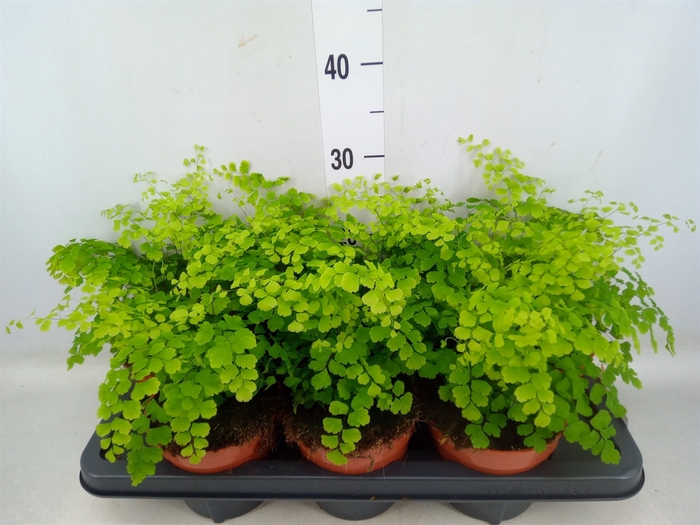 <h4>Adiantum raddi. 'Fragrans'</h4>