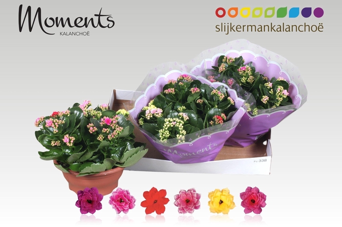 <h4>KAL GE GEM I POT</h4>