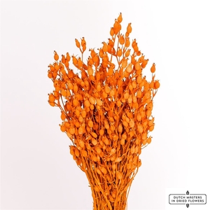 Dried Silene Orange Bunch Slv