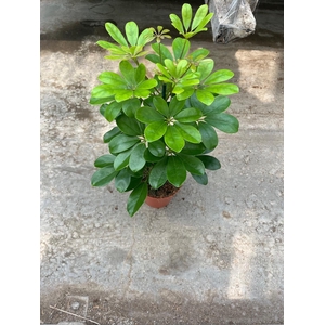 Schefflera arbor. 'Nora'