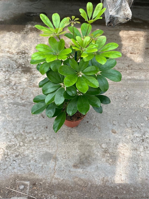 <h4>Schefflera arbor. 'Nora'</h4>