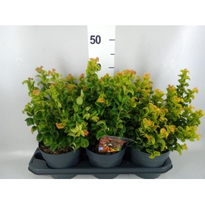 Leucothoe axillaris 'Curly Red'