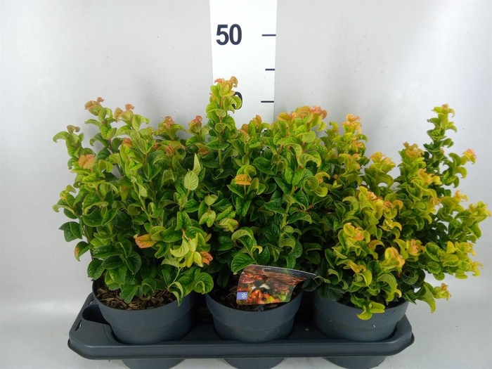 <h4>Leucothoe axillaris 'Curly Red'</h4>