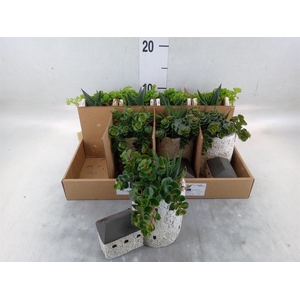 Arr.   Kamerplant Groen L%