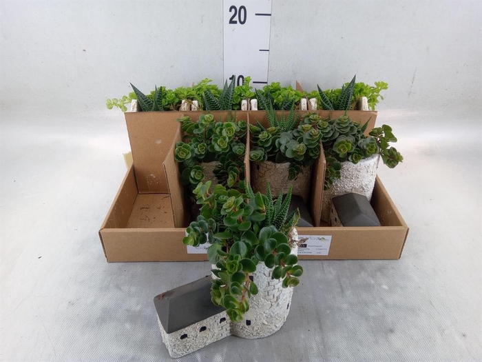 <h4>Arr.   Kamerplant Groen L%</h4>