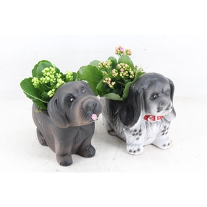 arr2 TD - Ker. honden mix x8 - roze/wit