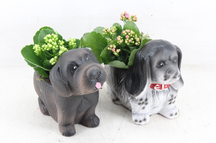 arr2 TD - Ker. honden mix x8 - roze/wit