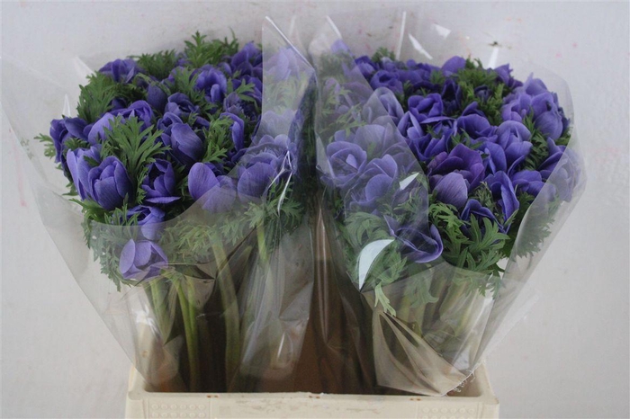 <h4>Anem Levante Blue</h4>