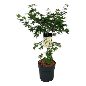 Acer pal. 'Osakazuki'