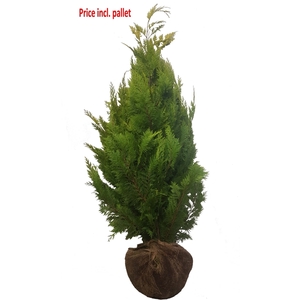 Chamaecyparis law. Ivonne, plantmaat 140-160 cm - Rondgestoken - KLUIT