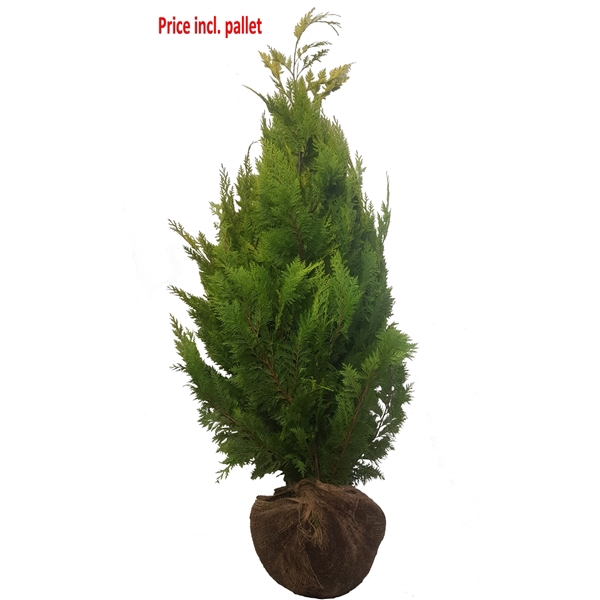 <h4>Chamaecyparis law. Ivonne, plantmaat 140-160 cm - Rondgestoken - KLUIT</h4>