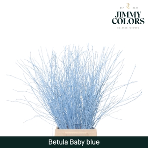 Betula L70 Light blue
