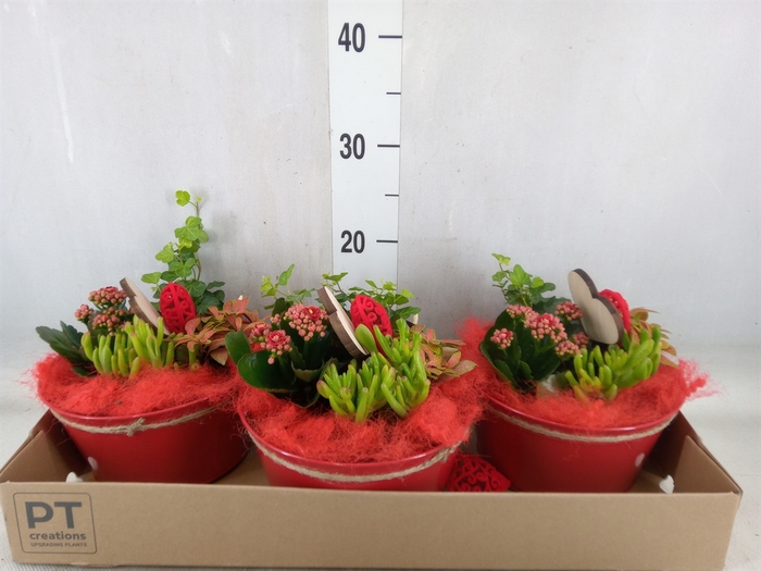 <h4>Arr.   Planten L%</h4>