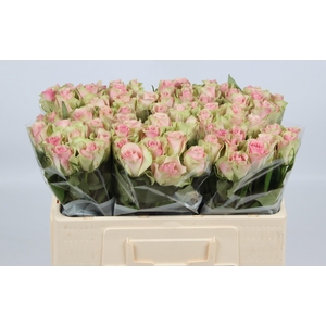 R GR BELLE ROSE