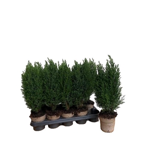 Cham L Ellwoodii Groen