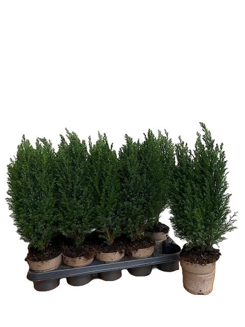 <h4>Cham L Ellwoodii Groen</h4>