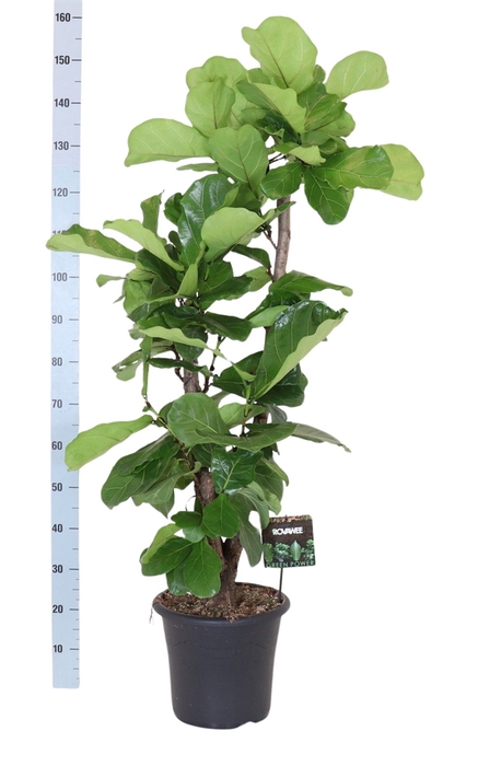 <h4>Ficus lyrata</h4>