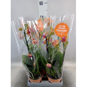 Phalaenopsis multi. 'Ant Bolgheri'