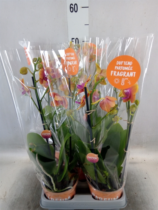 <h4>Phalaenopsis multi. 'Ant Bolgheri'</h4>