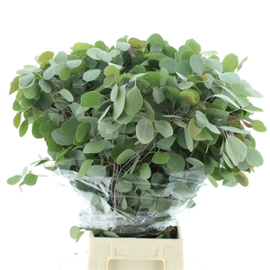 Euca Populus Long 200gr