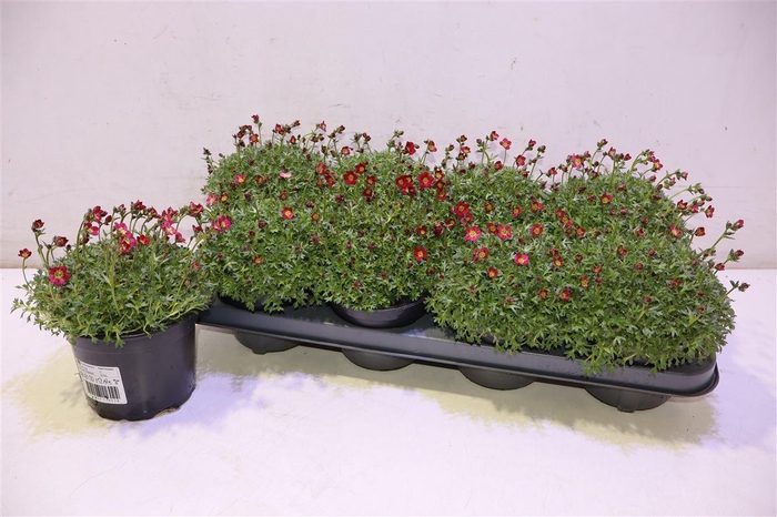 <h4>Saxif Ar Peter Pan</h4>