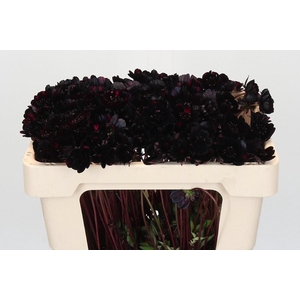 COSMOS BLACK BEAUTY COSMOS BLACK BE