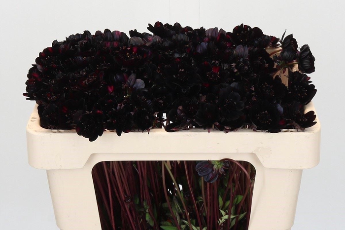 <h4>COSMOS BLACK BEAUTY COSMOS BLACK BE</h4>