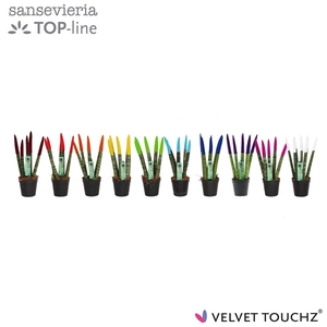 Sansevieria Velvet Touch Mix